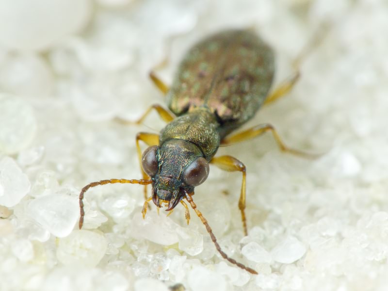 Asaphidion flavipes (Linnaeus, 1761)